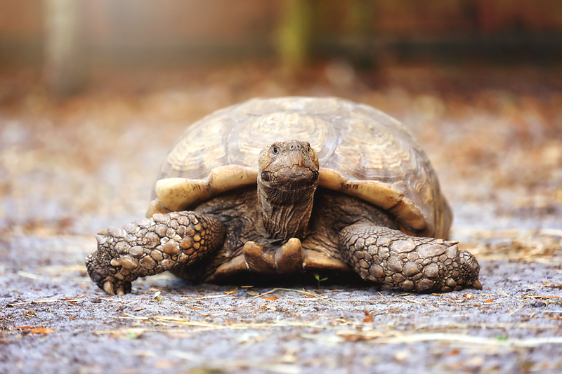 A tortoise walking across the ranch
