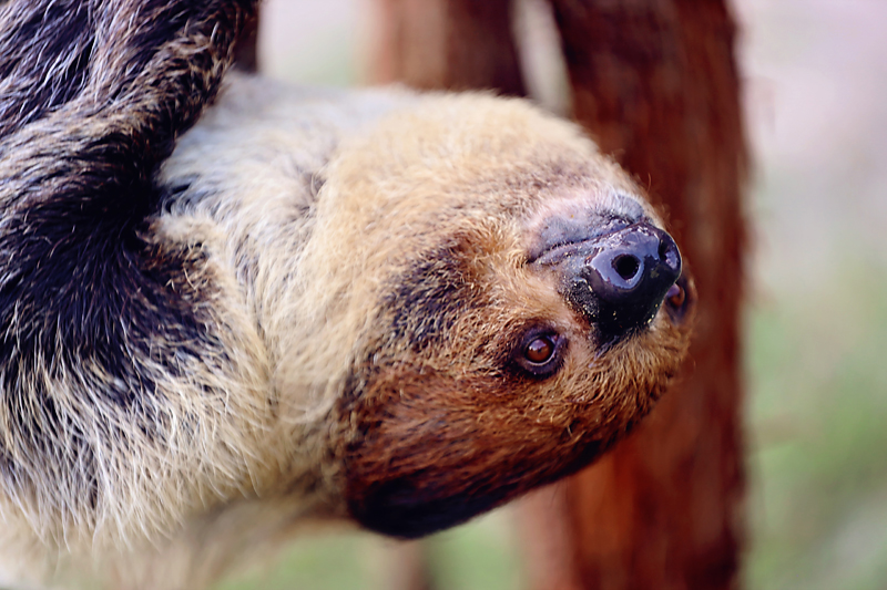 A two-toed sloth hanging upside down at Beautiful Creatures Animal Ranch