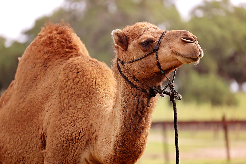 A camel in a rope halter in the pasture