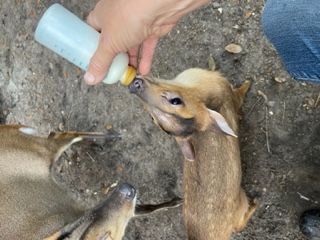 A small deer fawn being bottle-fed at the ranch
